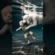 Unbelievable Rescue! Dog Saves Child from Pool Accident #shorts