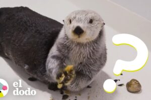 Verdades sobre los animales que no sabías I El Dodo