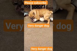 Very danger dog fight #youtubeshorts #shorts  #ytshort #subscribe #dog fight #puppy fight #kangaldog