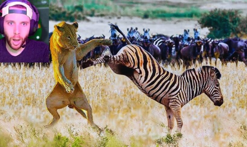 WILDEST ANIMAL FIGHTS REACTION