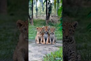 Watch These Adorable Big Cats Cubs Playing Together| Bonding Of Lion, Tiger And Leopard Cubs #animal