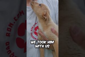 Watch This Incredible Rescue Story! 🐶