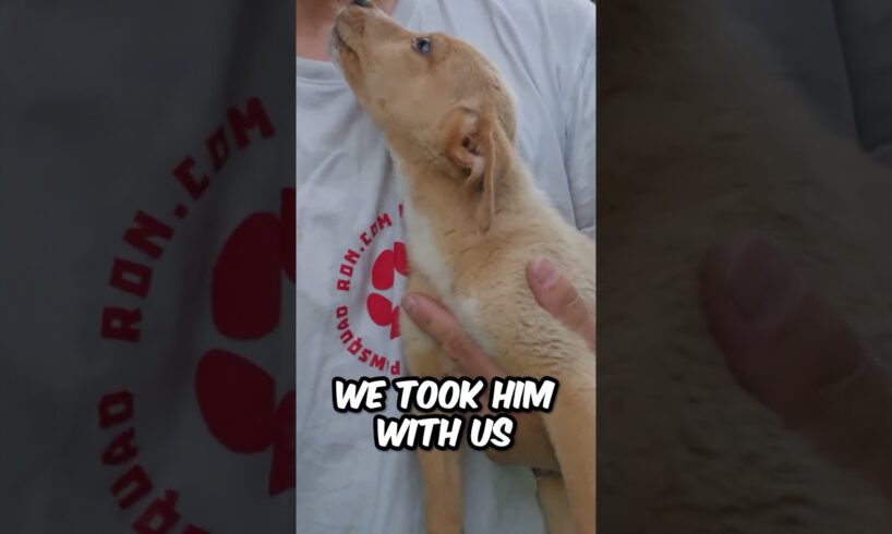 Watch This Incredible Rescue Story! πΆ