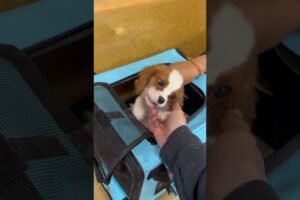 We saw one of the all time cutest puppies ever today!!
