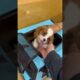 We saw one of the all time cutest puppies ever today!!
