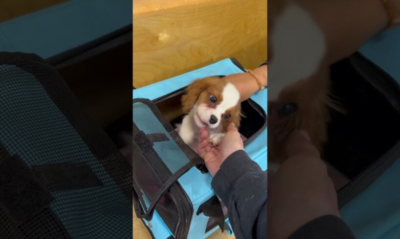 We saw one of the all time cutest puppies ever today!!