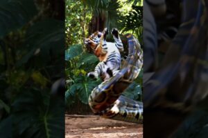 Welcome you in my arms - #tiger #anaconda #fight #amazon #kill #wildanimals #wildlifeentertainment
