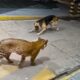 When Animals Messed with the Wrong Opponent