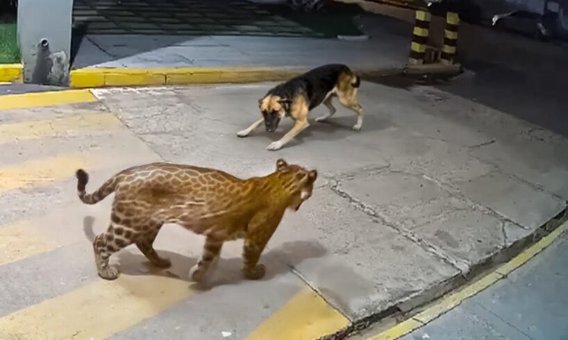 When Animals Messed with the Wrong Opponent