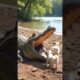 When Puppies Meet a Crocodile – Unexpected Friendship #wildcubsandpets #kitten #short