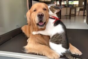 When Your Cats Who Can't Deny Their Love for Dogs!
