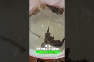 Why Some Cats Love to Play with Water 🐱💦#cute #cats #cat #kitten #tiktok #fyp #shorts