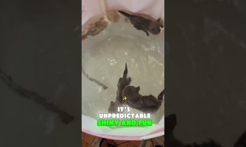 Why Some Cats Love to Play with Water 🐱💦#cute #cats #cat #kitten #tiktok #fyp #shorts