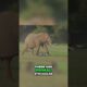 Wild Animal Fights: Brutal Battles for Survival #animalintelligence #wildlife
