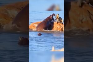 Wild Animals Fight For Survival! #wildlife