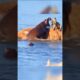 Wild Animals Fight For Survival! #wildlife
