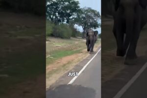 Wild Elephant Attacks – Elephant Charges Caught on Camera!
