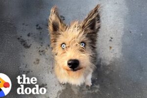 Woman Rescues A Blind Dog While On Lunch Break | The Dodo
