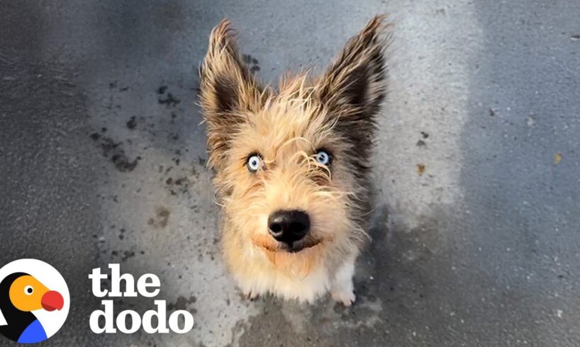 Woman Rescues A Blind Dog While On Lunch Break | The Dodo