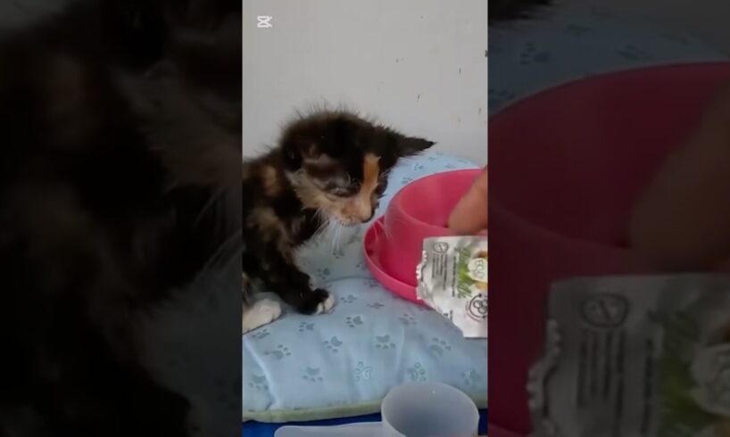 😢 Woman Rescues a Baby Kitten Who Lost His Mother | Heartwarming Animal Rescue