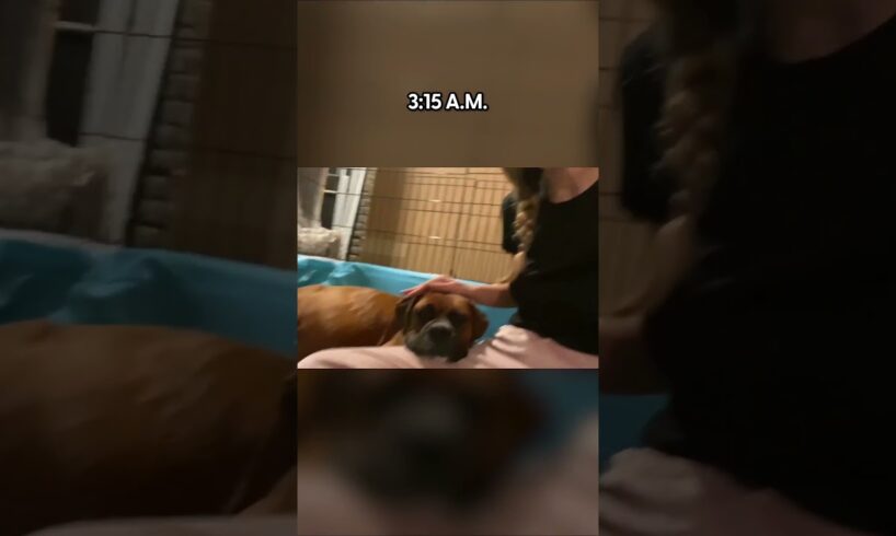 Woman Stays Up All Night to Help Pregnant Dog Deliver Her Puppies | The Dodo