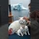 Woman rescues cat and kittens floating on tires 🐱🛞❤️ #rescue #animals #shorts