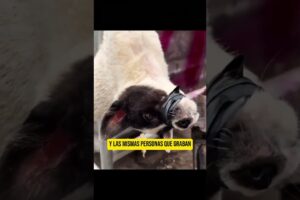 🤦 Y Siguen Los Falsos Rescates de Animales