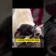 🤦 Y Siguen Los Falsos Rescates de Animales