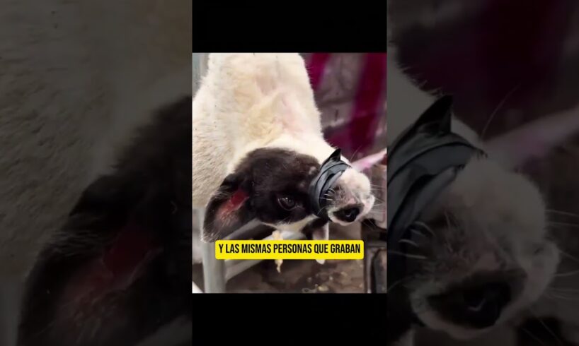 🤦 Y Siguen Los Falsos Rescates de Animales