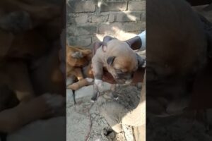 You Don't believe love baby puppies playing each other #cutepets #animals #funny #babyanimals #puppy