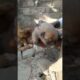 You Don't believe love baby puppies playing each other #cutepets #animals #funny #babyanimals #puppy