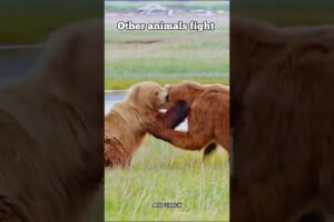 You Won’t Believe How This Animal Fights☠️ #animals #shortvideo #trendingshorts #edit #viralvideos