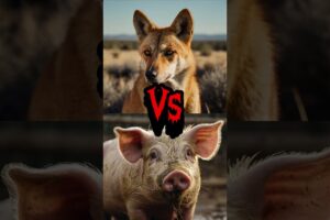 You Won’t Believe Who Won These Animal Fights 😱
