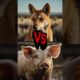 You Won’t Believe Who Won These Animal Fights 😱