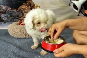 Young girl saved abandoned puppies when they were near death