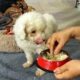 Young girl saved abandoned puppies when they were near death