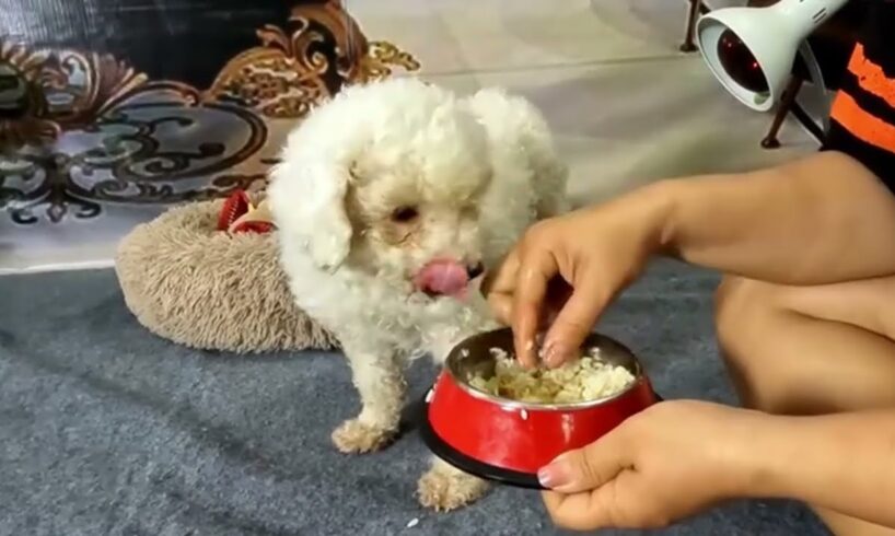 Young girl saved abandoned puppies when they were near death