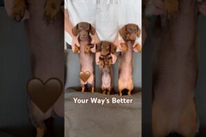 Your Way’s Better #minidachshund #dance #puppy #dachshund #dachshundpuppy #cutepuppy #cutedogs #dog