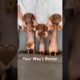 Your Way’s Better #minidachshund #dance #puppy #dachshund #dachshundpuppy #cutepuppy #cutedogs #dog