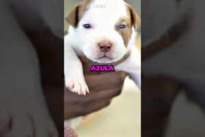 YourRAGE has the cutest puppies 🐶