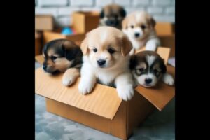 a group of cute puppies #puppy #cute #cutedog #dog