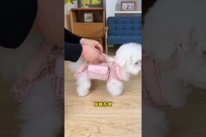 amazing way to cute puppy  #shortvideo