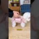 amazing way to cute puppy  #shortvideo