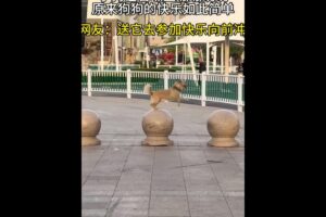 #beautiful cute dog #beautiful cute baby #cute cats #dogs video #beautiful puppy #cutest puppies