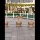 #beautiful cute dog #beautiful cute baby #cute cats #dogs video #beautiful puppy #cutest puppies