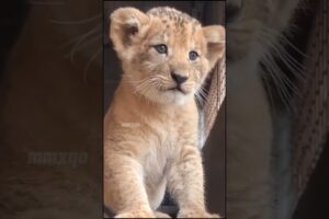 call me when you want call me when you need #shorts #animal #tiktok