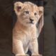 call me when you want call me when you need #shorts #animal #tiktok