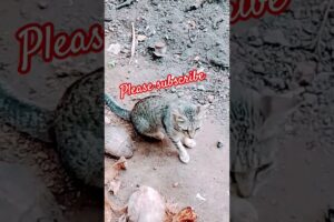 #cat #catfunnyvideo #shortsfeed #shortvideo #trendingshorts #trending #catfundub #malayalam #shorts