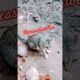 #cat #catfunnyvideo #shortsfeed #shortvideo #trendingshorts #trending #catfundub #malayalam #shorts