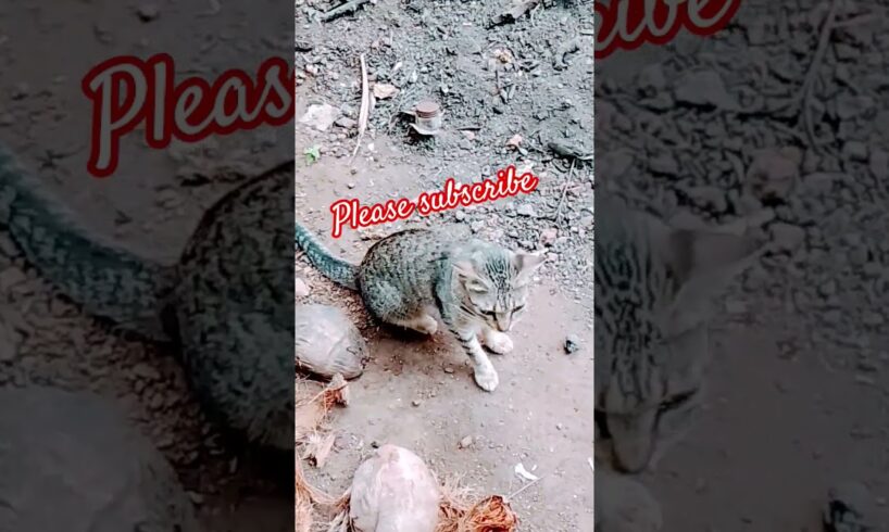 #cat #catfunnyvideo #shortsfeed #shortvideo #trendingshorts #trending #catfundub #malayalam #shorts